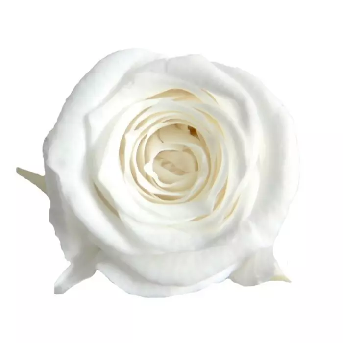 Бутоны розы "White" (Princess)