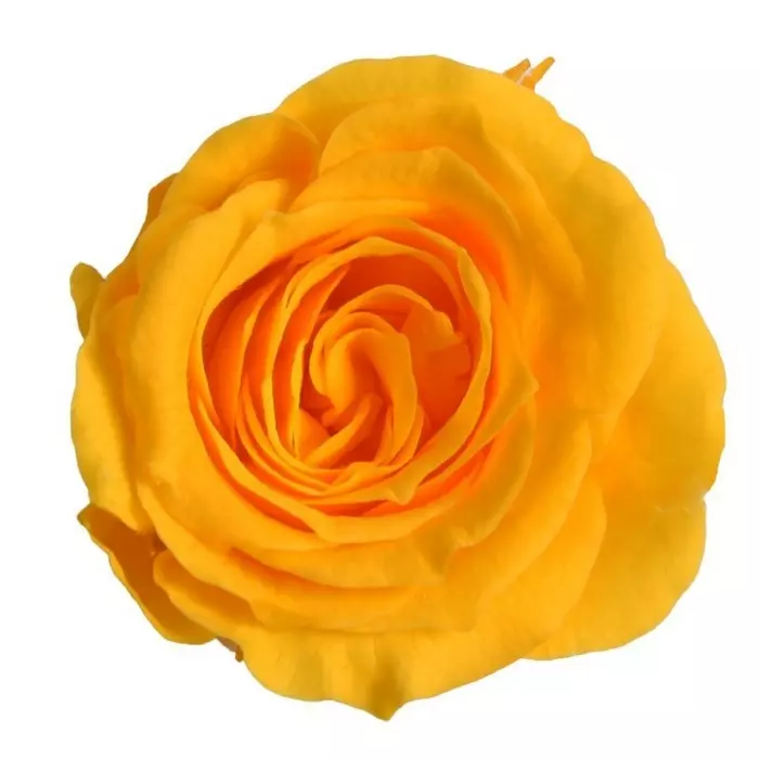 Бутоны розы "Warm Yellow" (Princess)