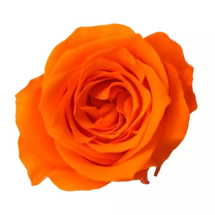 Бутоны розы "Orange" (Princess)