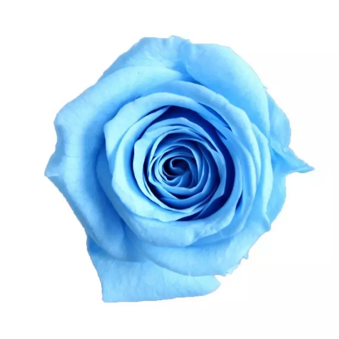 Бутоны розы "Light Blue" (Princess)