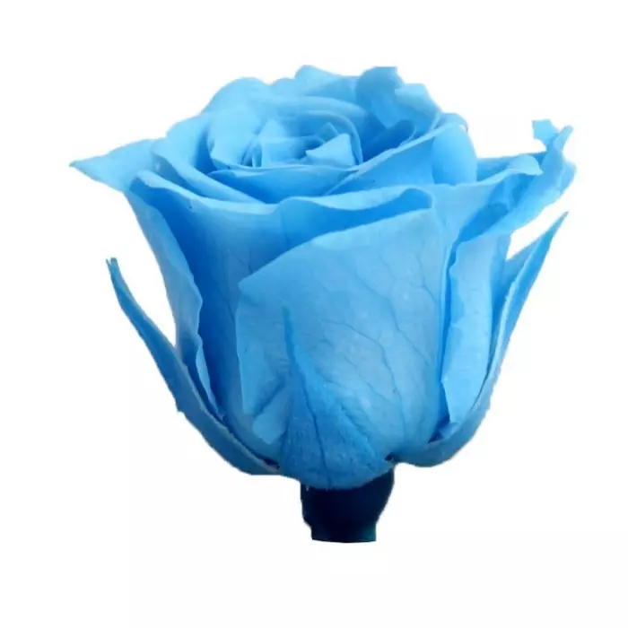 Бутоны розы "Light Blue" (Princess)