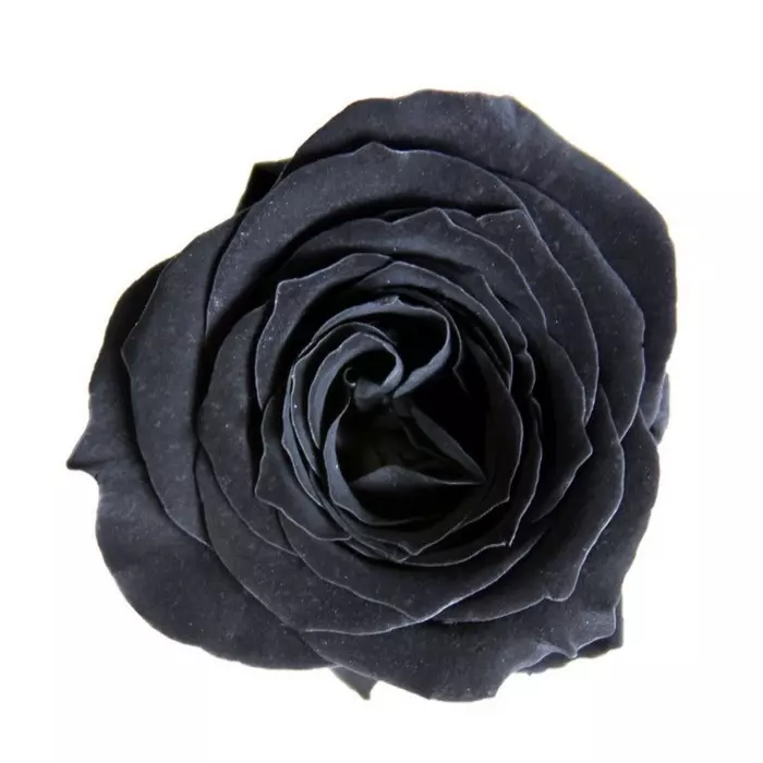 Бутоны розы "Black" (Princess)