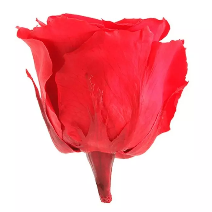 Бутоны розы "Red" (Standard)