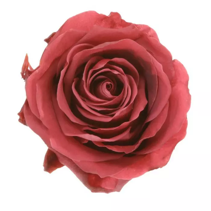Бутоны розы "Cranberry" (Standard)