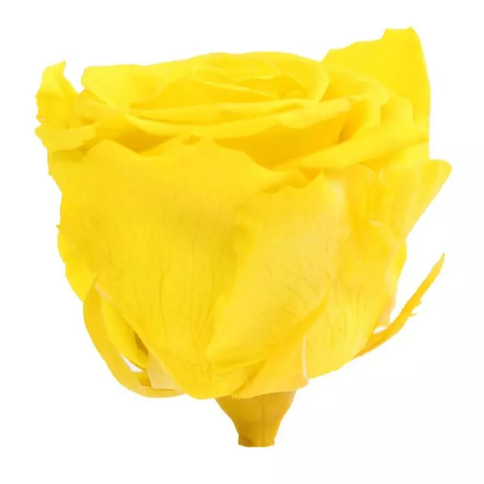 Бутоны розы "Bright Yellow" (Standard)