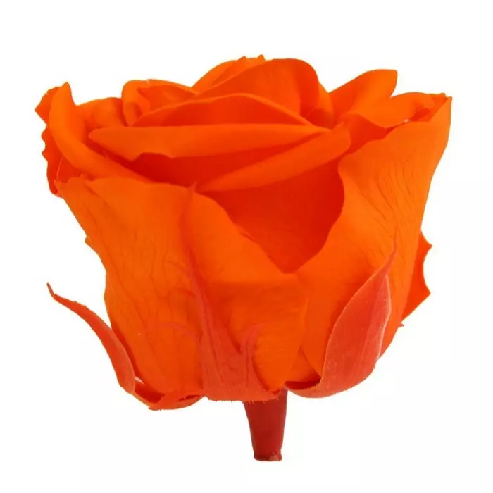 Бутоны розы "Orange" (Standard)