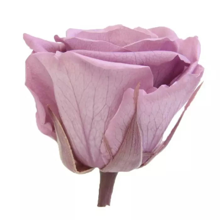 Бутоны розы "Lilac" (Standard)