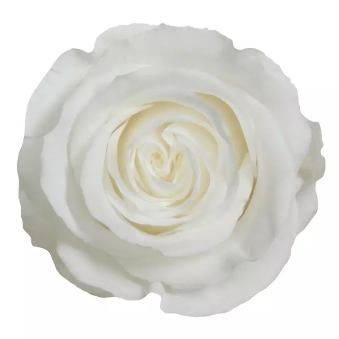 Бутоны розы "White" (Extra)