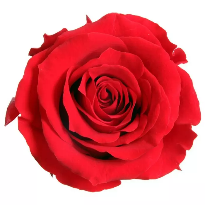 Бутоны розы "Red" (Extra)
