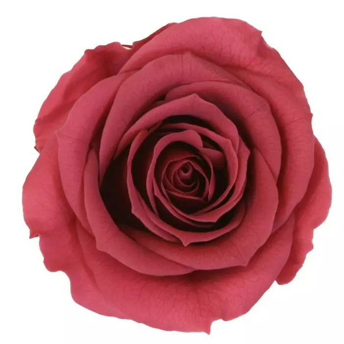 Бутоны розы "Cranberry" (Extra)