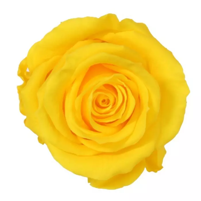 Бутоны розы "Bright Yellow" (Extra)
