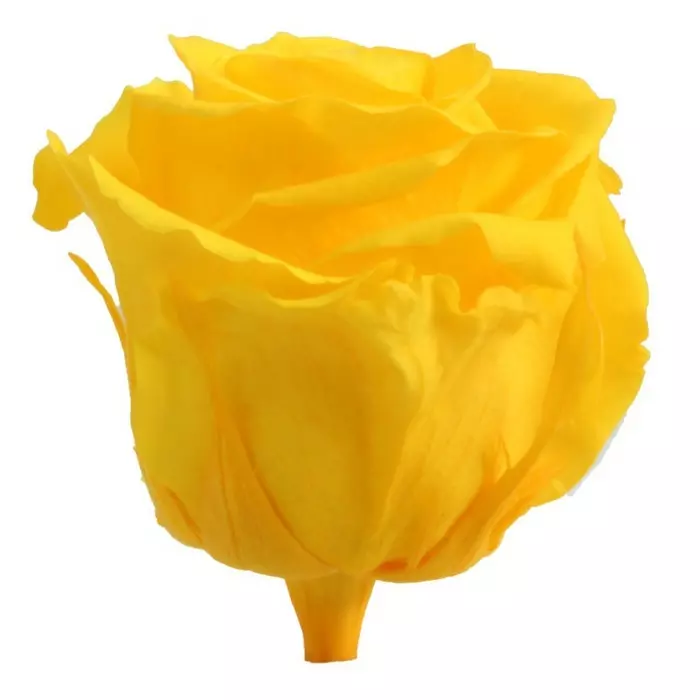 Бутоны розы "Bright Yellow" (Extra)