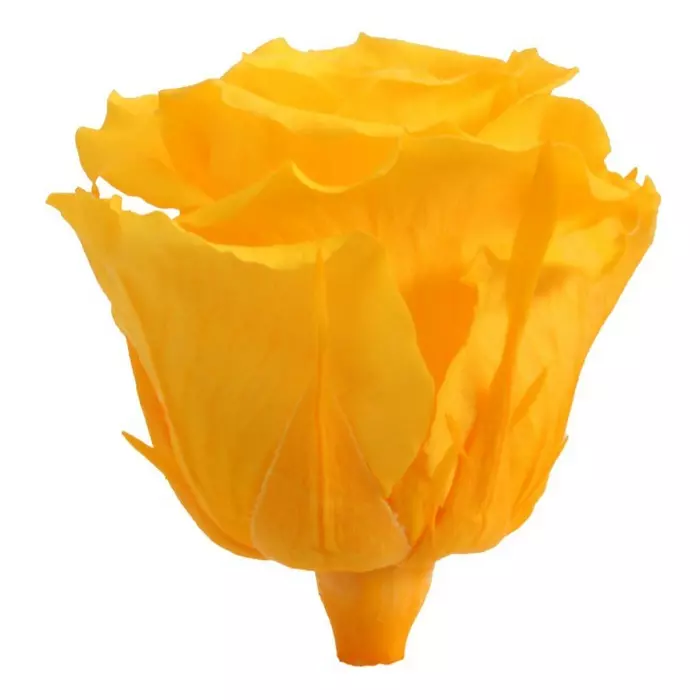 Бутоны розы "Warm Yellow" (Extra)
