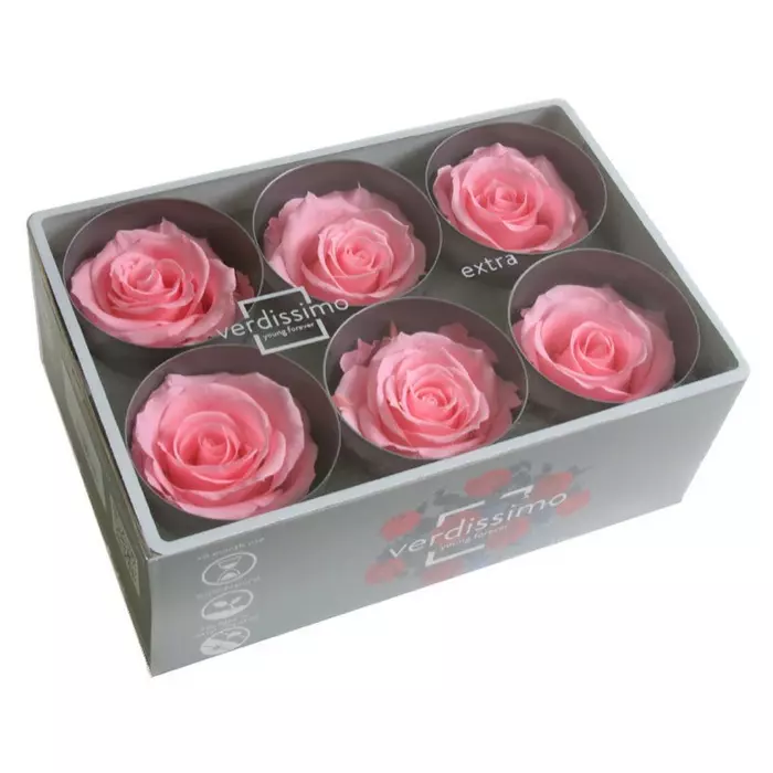 Бутоны розы "Bridal Rose" (Extra)