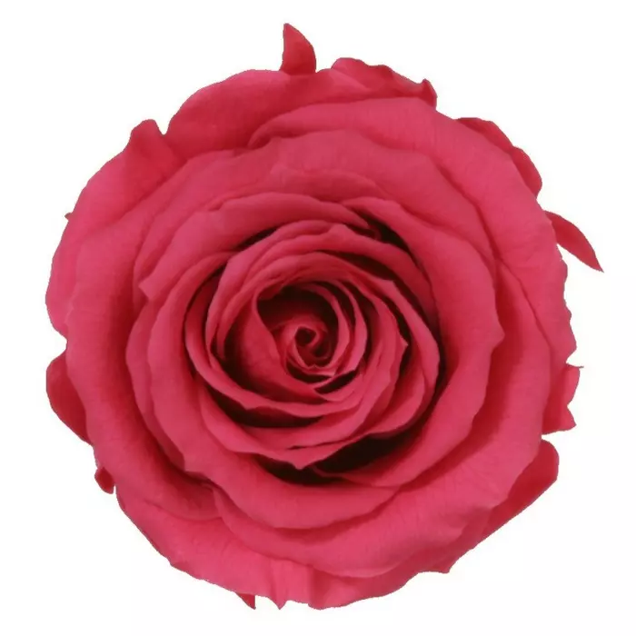Бутоны розы "Dark Pink" (Extra)