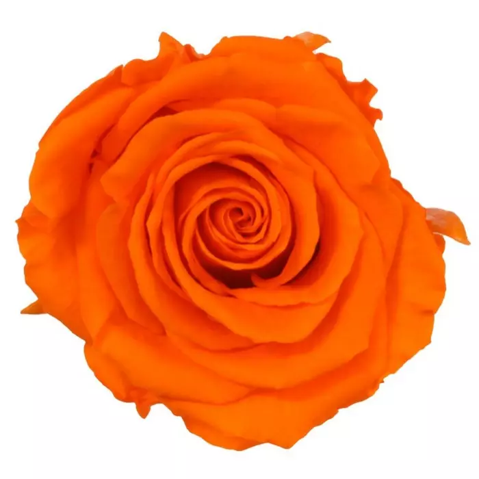 Бутоны розы "Orange" (Extra)
