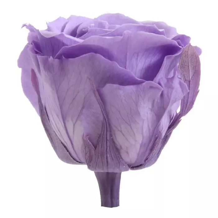 Бутоны розы "Lilac" (Extra)