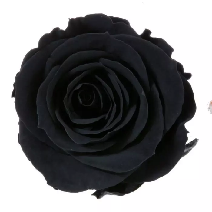 Бутоны розы "Black" (Extra)
