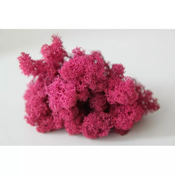 Стабилизированный мох "Lichen" (Dark Pink) 0.5кг
