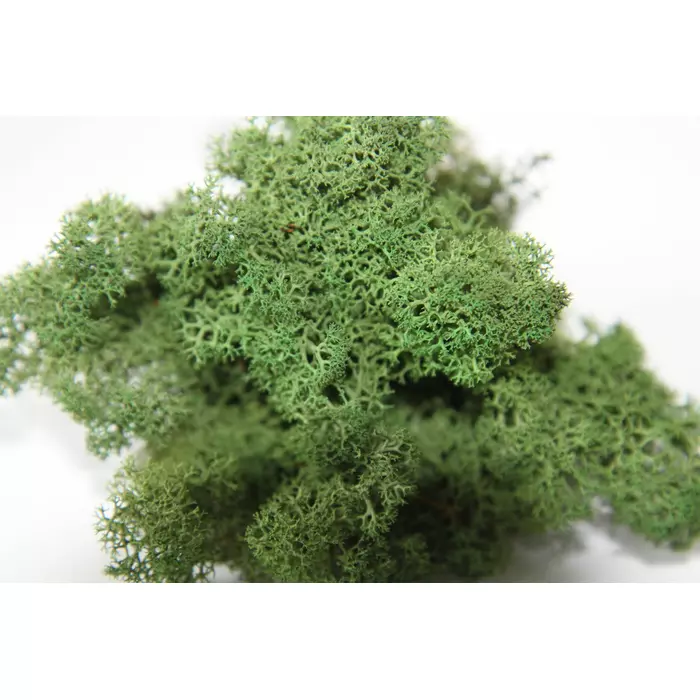 Стабилизированный мох "Lichen" (Dark Green) 1кг