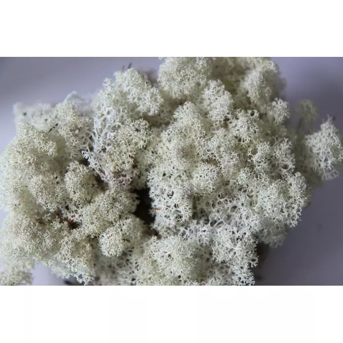 Стабилизированный мох "Lichen" Natural 5кг