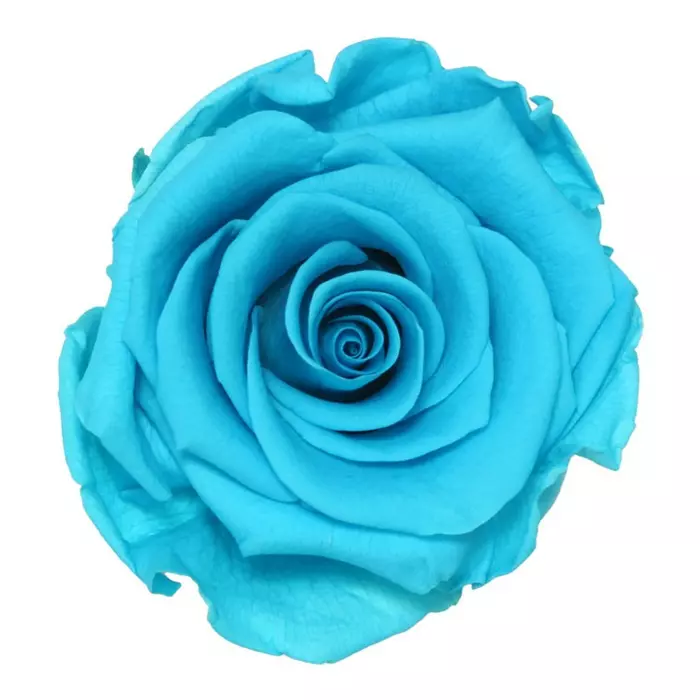 Бутоны розы "Bright Turquoise" (Standard)