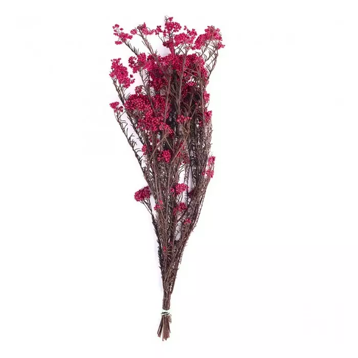 Ветви "Helychrisium Diosmifolium Natural Pink"
