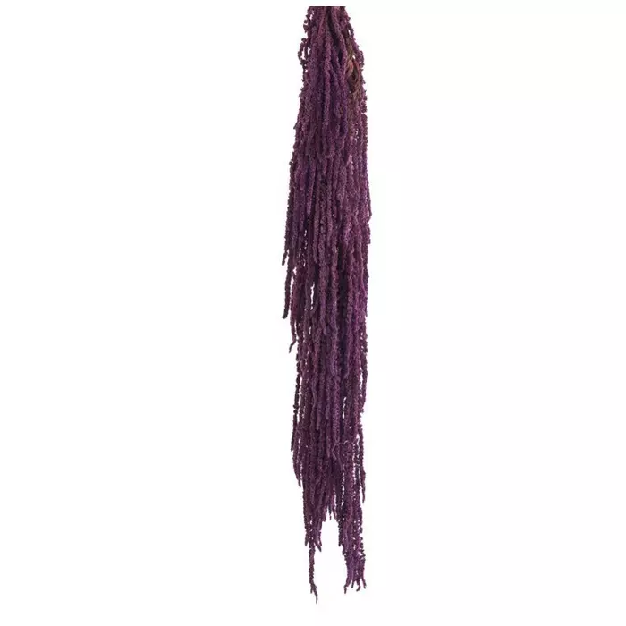 Ветви Амаранта "Purpura"