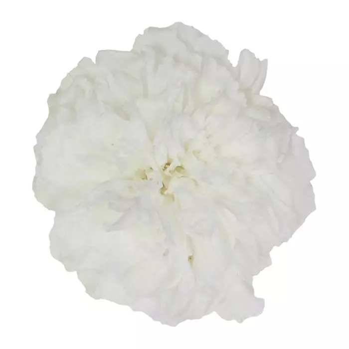 Бутоны гвоздики "White" (Carnation)