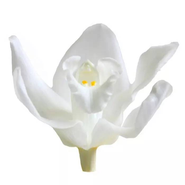 Бутоны орхидеи "Blanco" Sumbidium