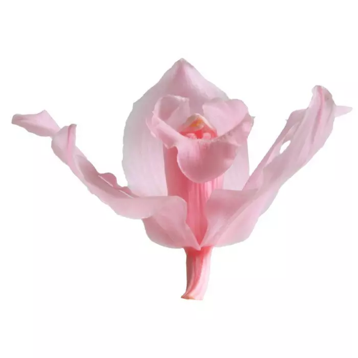 Бутоны орхидеи "Rosa pastel" Sumbidium
