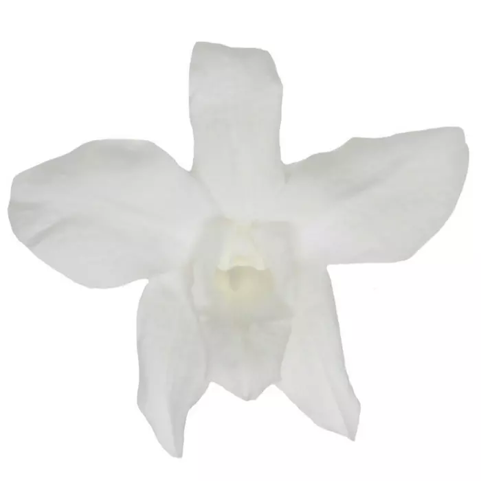 Бутоны орхидеи "Blanco" Dendrobium