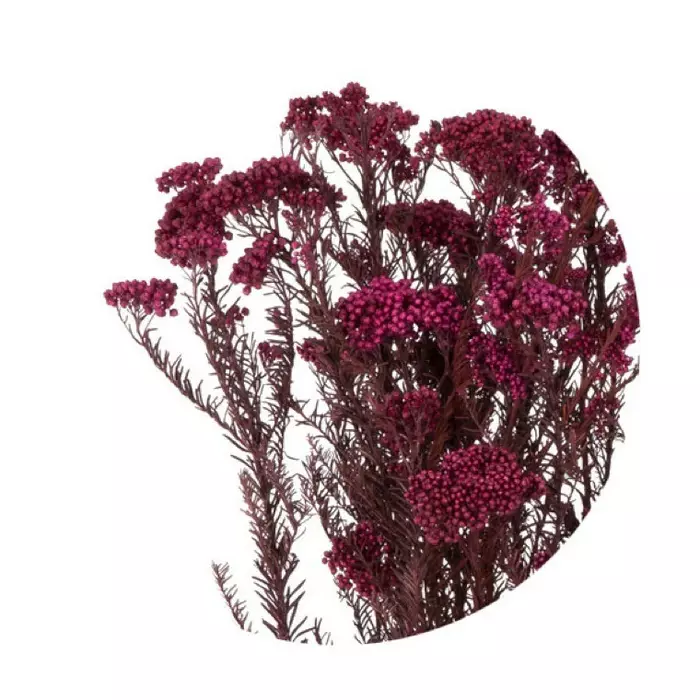 Ветви "Helychrisium Diosmifolium Natural Red"