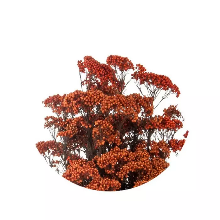 Ветви "Helychrisium Diosmifolium Natural Orange"
