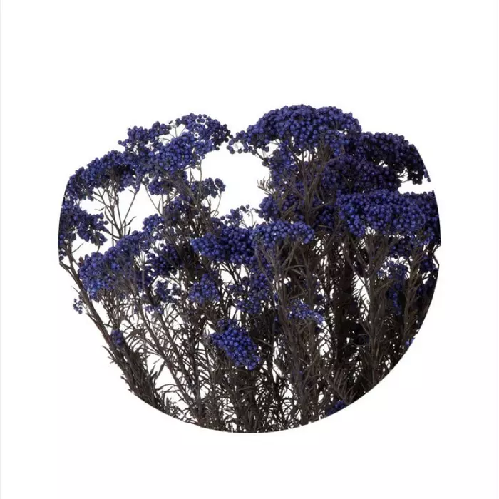 Озотамнус "Helychrisium Diosmifolium Natural" (Blue)