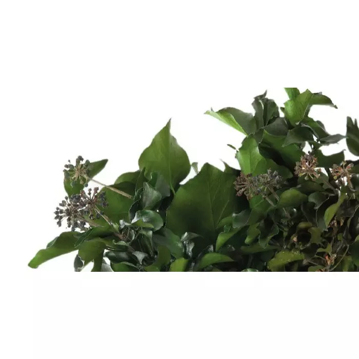 Стабилизированные ветви древесного плюща "Ivy - Hedera Arborea" с фруктами