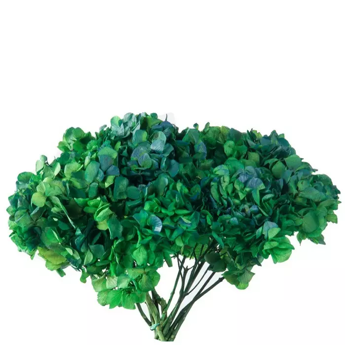 Гортензия стабилизированная "Natural Bicolor Green / Blue"