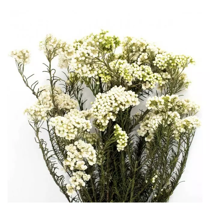 Озотамнус "Helychrisium Diosmifolium Natural" (White)