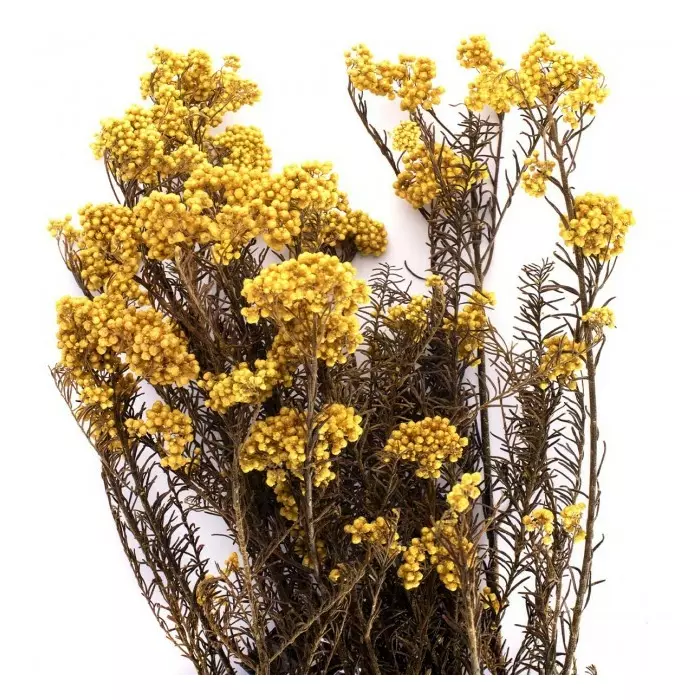 Ветви "Helychrisium Diosmifolium Natural Yellow"