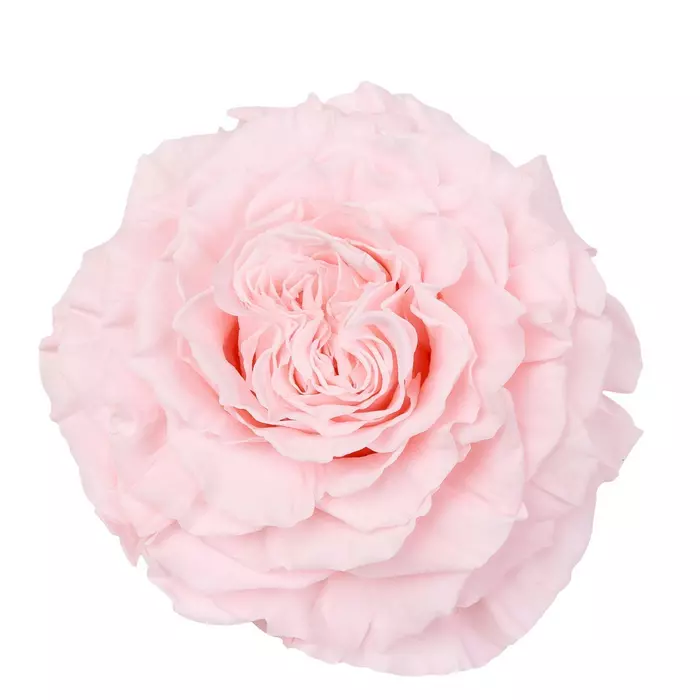 Бутон розы садовой "Light Pink"