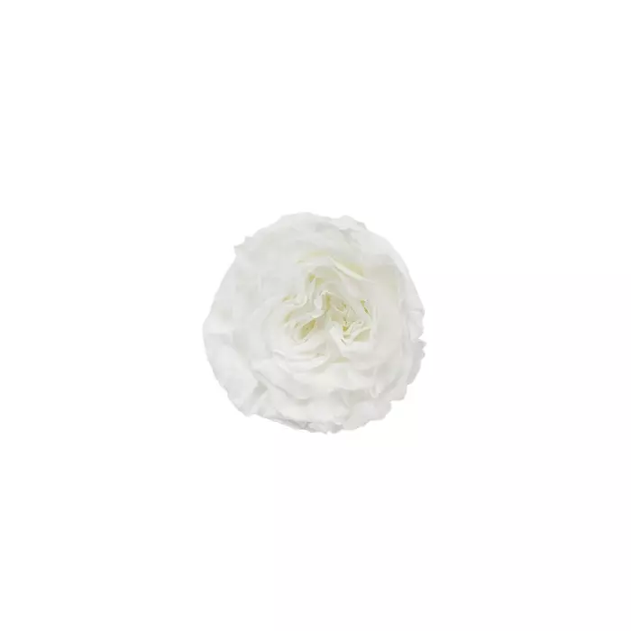 Бутоны розы садовой "White"