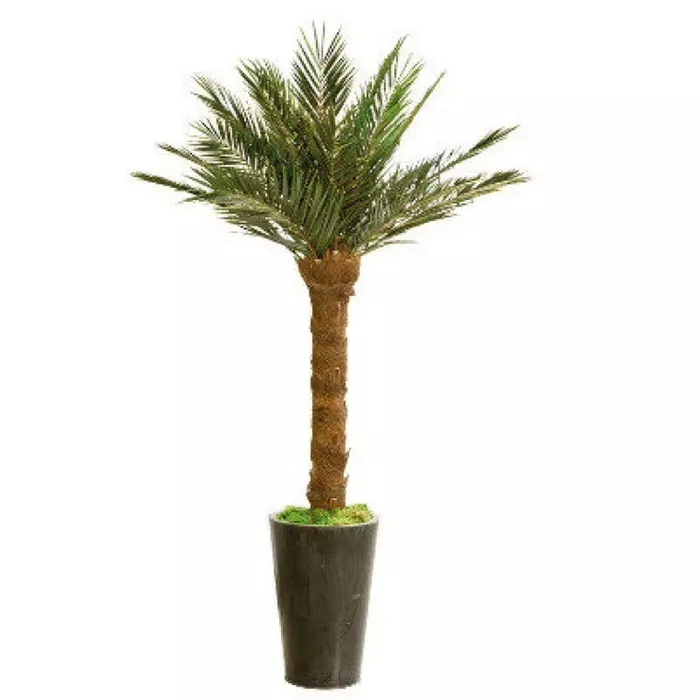 Финиковая пальма дерево 240 см