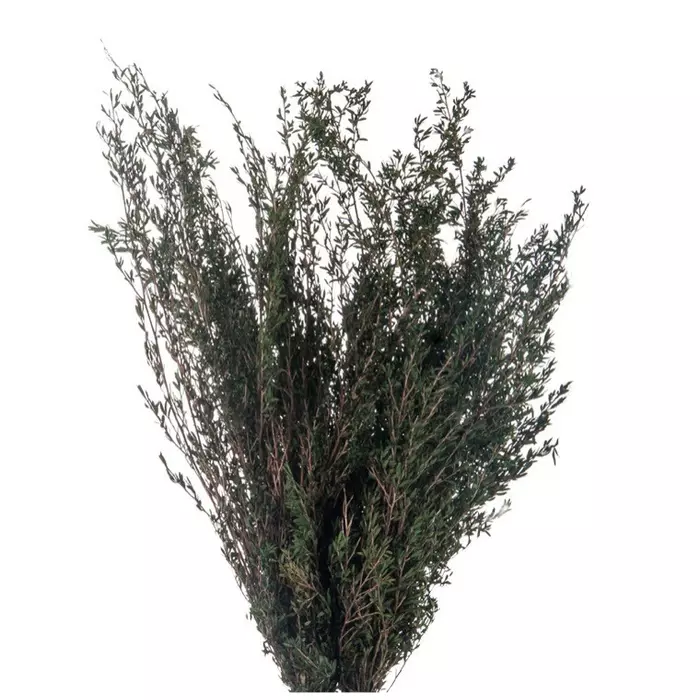 Стабилизированные ветви Lepto Myrtifolia