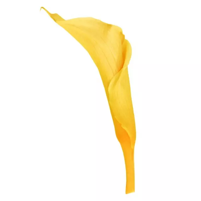 Калла стабилизированная "Warm Yellow" (Mini)