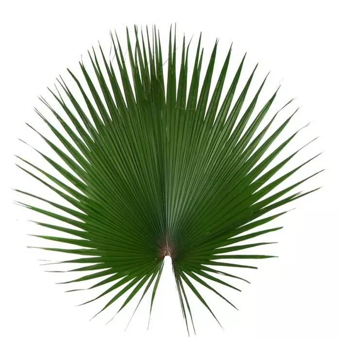 Стабилизированные ветви пальмы "Washingtonia Filifera" 100-120 см