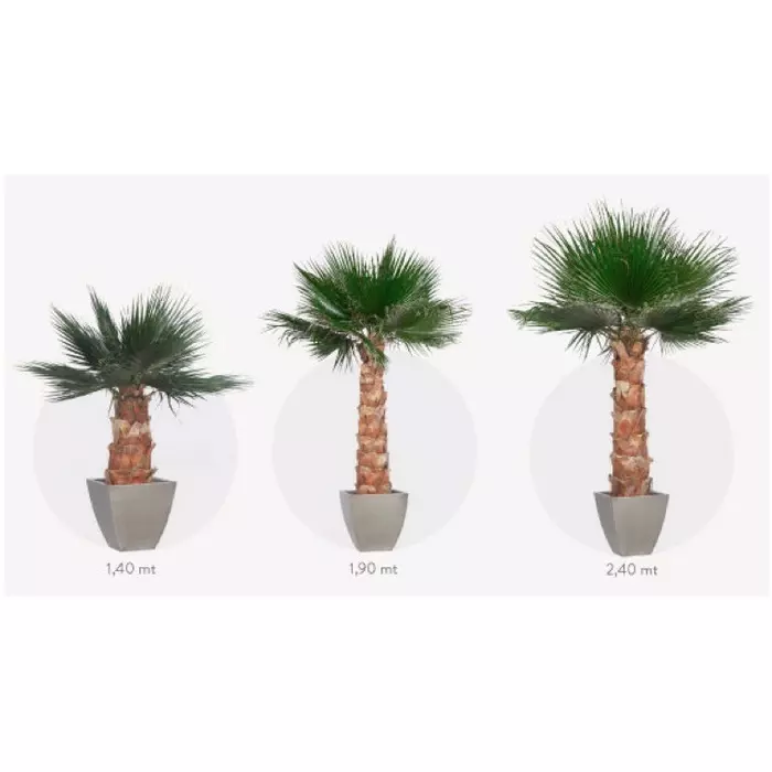 Стабилизированные ветви пальмы "Washingtonia Filifera" 40-140 см