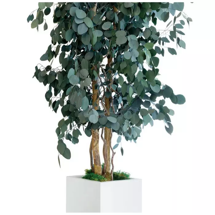 Тополь "Populus tree" 180 см
