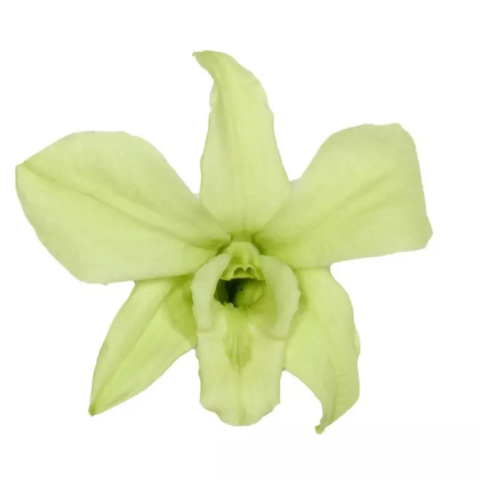 Бутоны орхидеи "Mint Green" Dendrobium