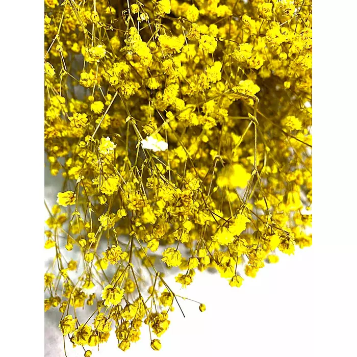 Гипсофила "Gypsophila Paniculata Yellow"
