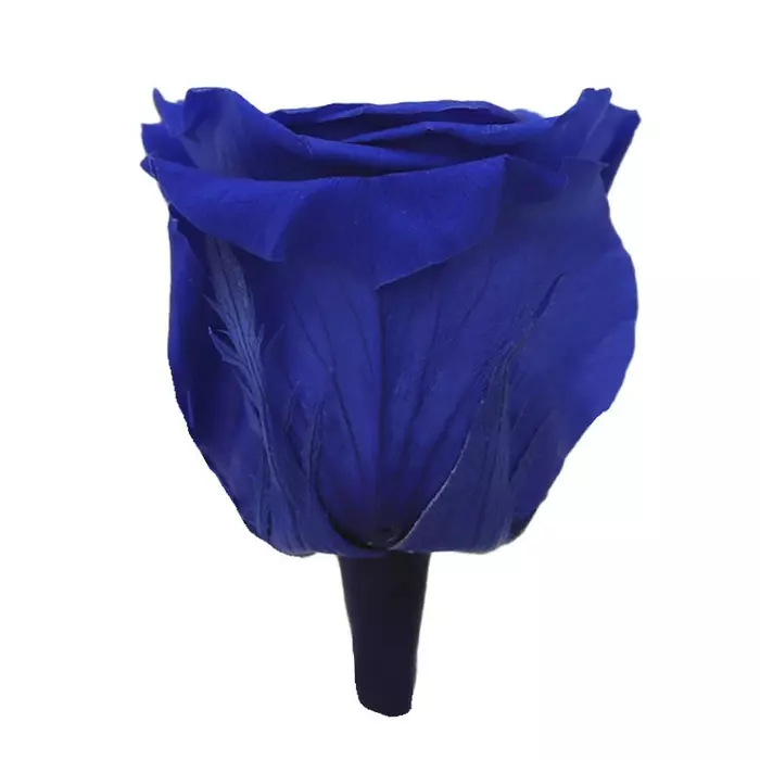 Стабилизированные бутоны розы "Dark Blue" (Queen)